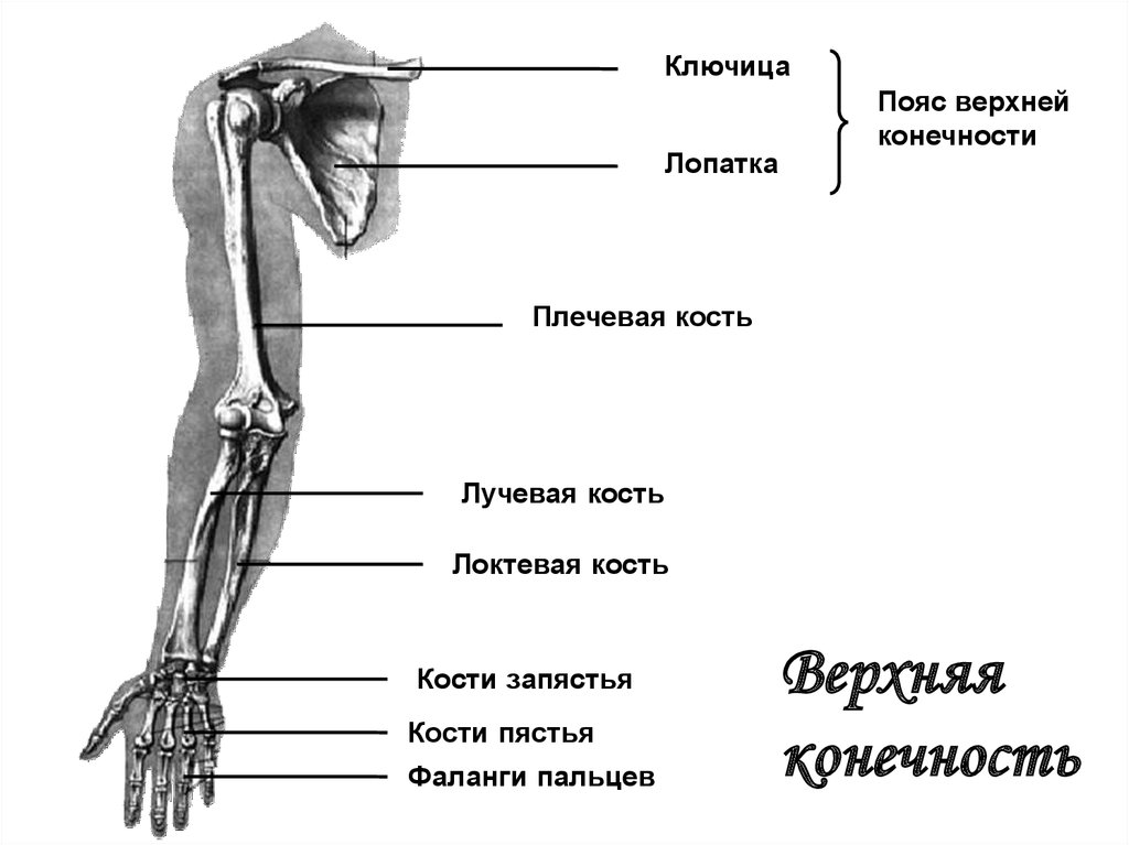 Какой цифрой на рисунке обозначена плечевая кость