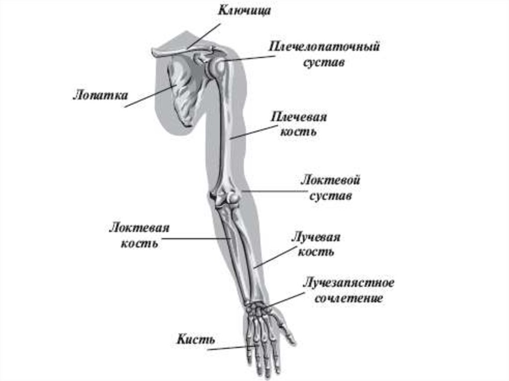 Рука от запястья до локтя как называется. Кости локтевого сустава человека анатомия. Кости предплечья анатомия человека. Локтевой сустав рука анатомия. Анатомия строения лучевой кости руки.