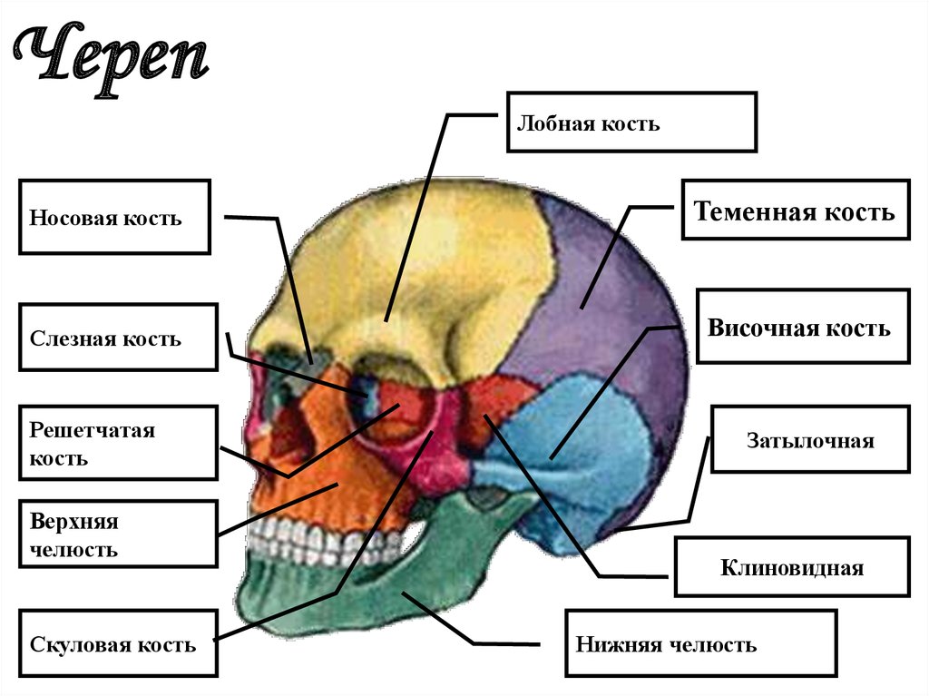 Решетчатая кость и слезная. Мозговой отдел черепа решетчатая кость. Строение теменной кости черепа человека. Слезная кость черепа.