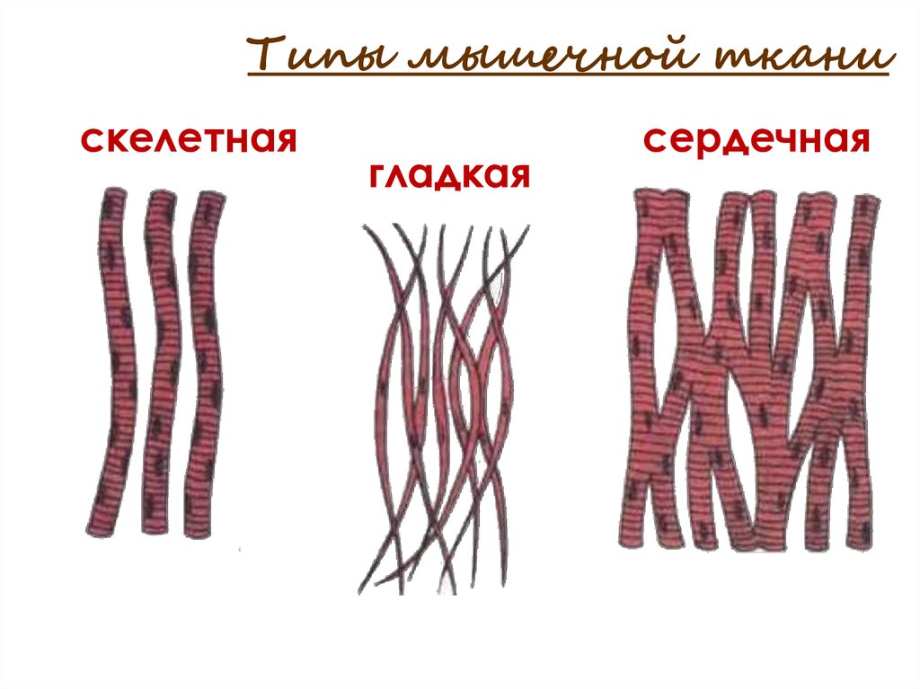 Гладкая мышечная ткань биология 8 класс