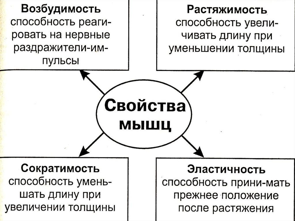 Какими свойствами мышечной