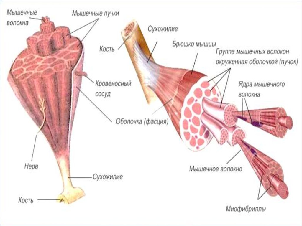 Презентация строение мышц