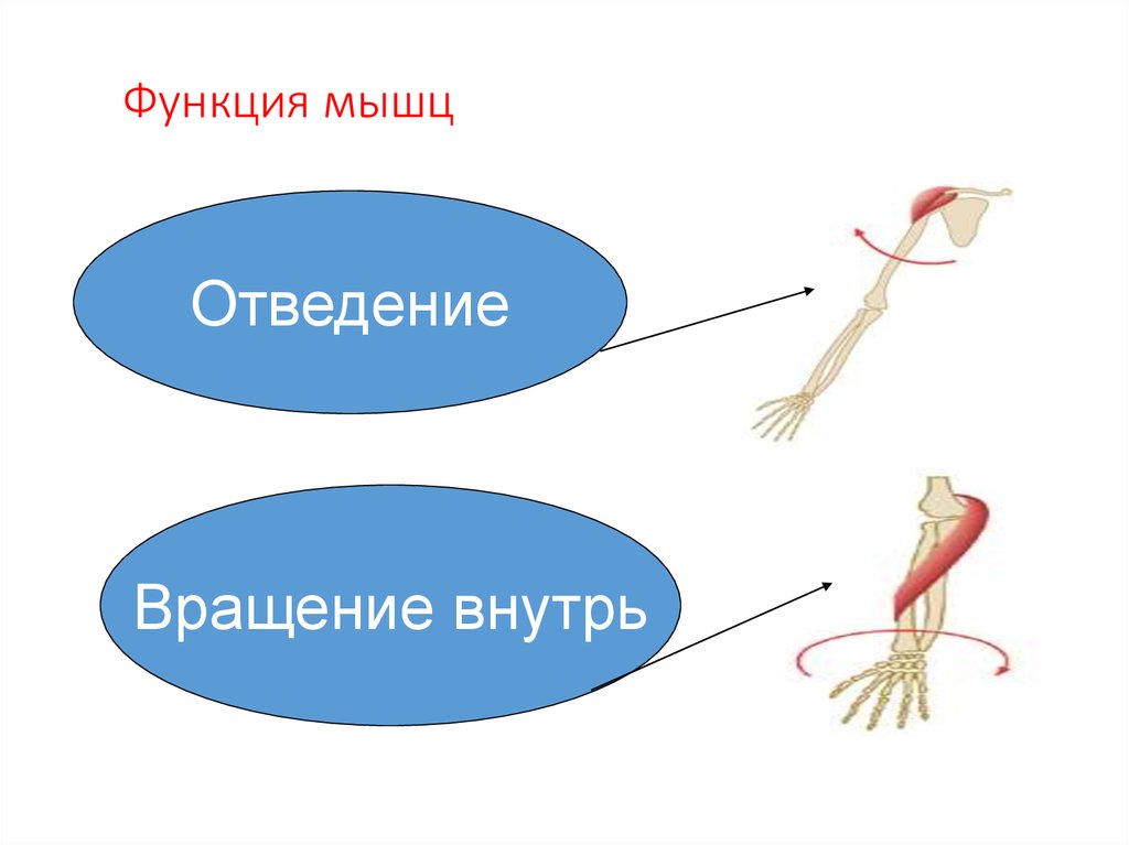 Мышечное чувство отделы