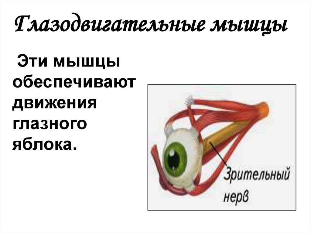 Мышцы обеспечивающие. Движение глазного яблока обеспечивают мышцы. Перечислите мышцы, обеспечивающие движение глазного яблока вверх:. Движение глазных яблок вверх обеспечивается. Почему происходит движение глазного яблока.