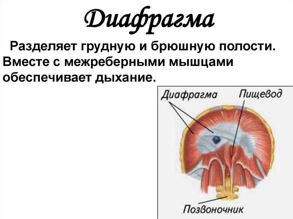 Брюшная и грудная полость тела. Дыхательная мышца разделяющая грудную и брюшную полости. Грудная и брюшная полости разделены диафрагмой. Разделение грудной и брюшной полости диафрагмой. Что разделяет диафрагма.