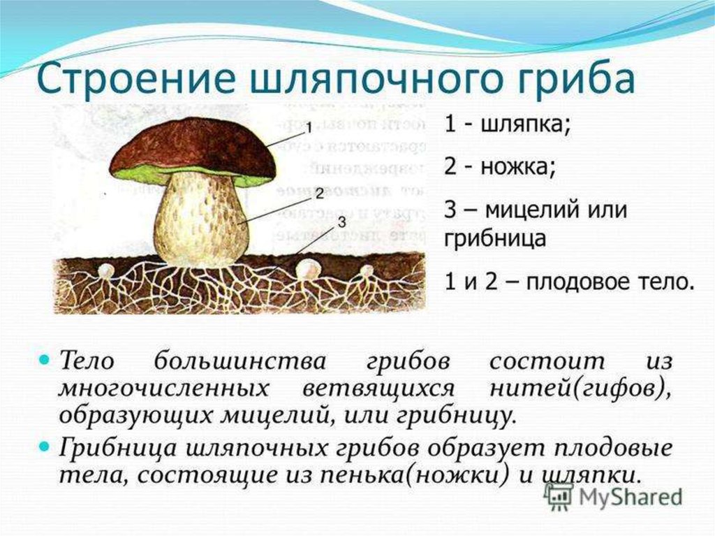 Строение гриба состоит из. Строение грибов грибы мицелий плодовое тело. Строение шляпочного гриба 5 класс. Описание внешнего строения шляпочного гриба. Шляпочный гриб с грибницей.