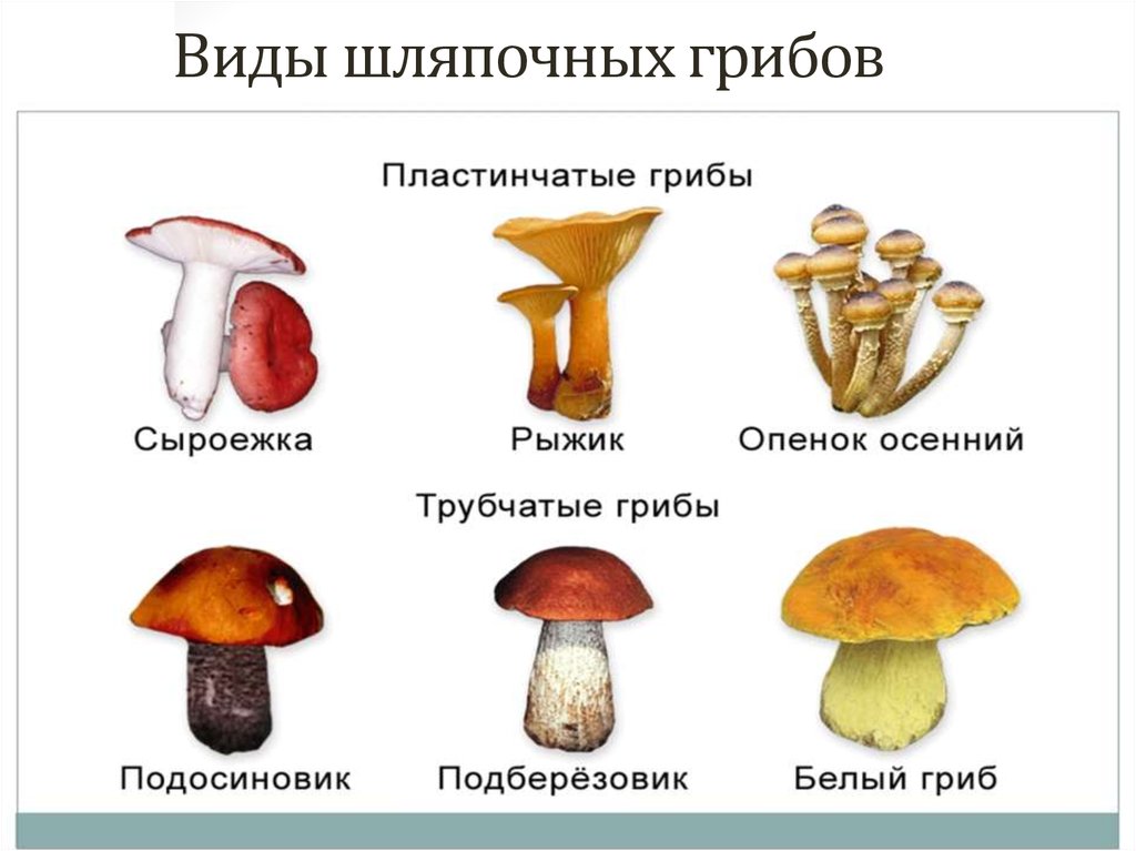 Три группы шляпочных грибов. Виды грибов Шляпочные грибы. Как определить пластинчатые и трубчатые грибы. Шляпочные грибы названия. Съедобные Шляпочные грибы.