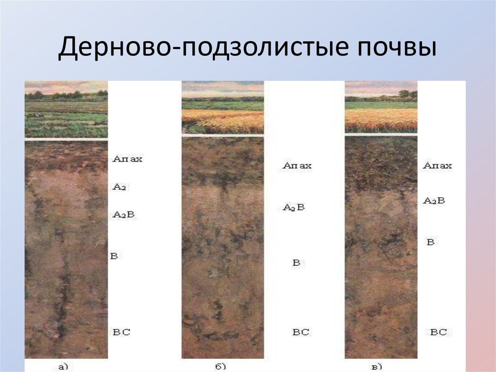 Дерново подзолистый тип почвы природная зона. Дерново-подзолистые почвы профиль. Почвенный профиль подзолистых и дерново подзолистых почв. Почвенные горизонты подзолистых почв. Дерново-среднеподзолистые почвы.