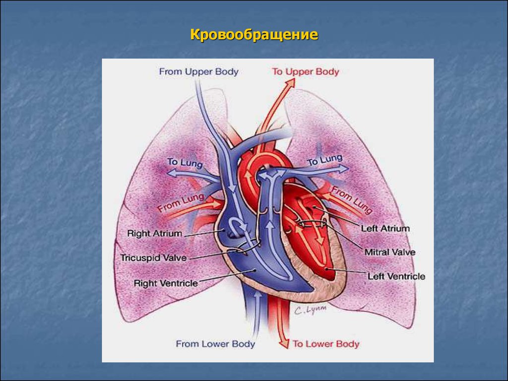 Работа кровообращения