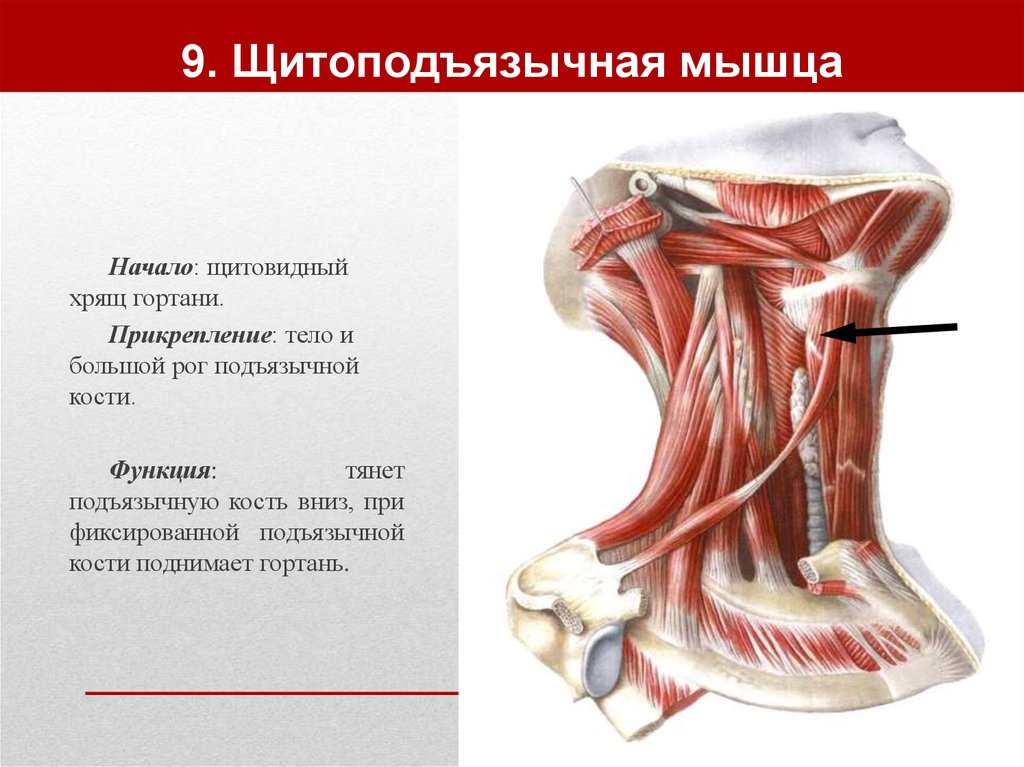 9. Щитоподъязычная мышца