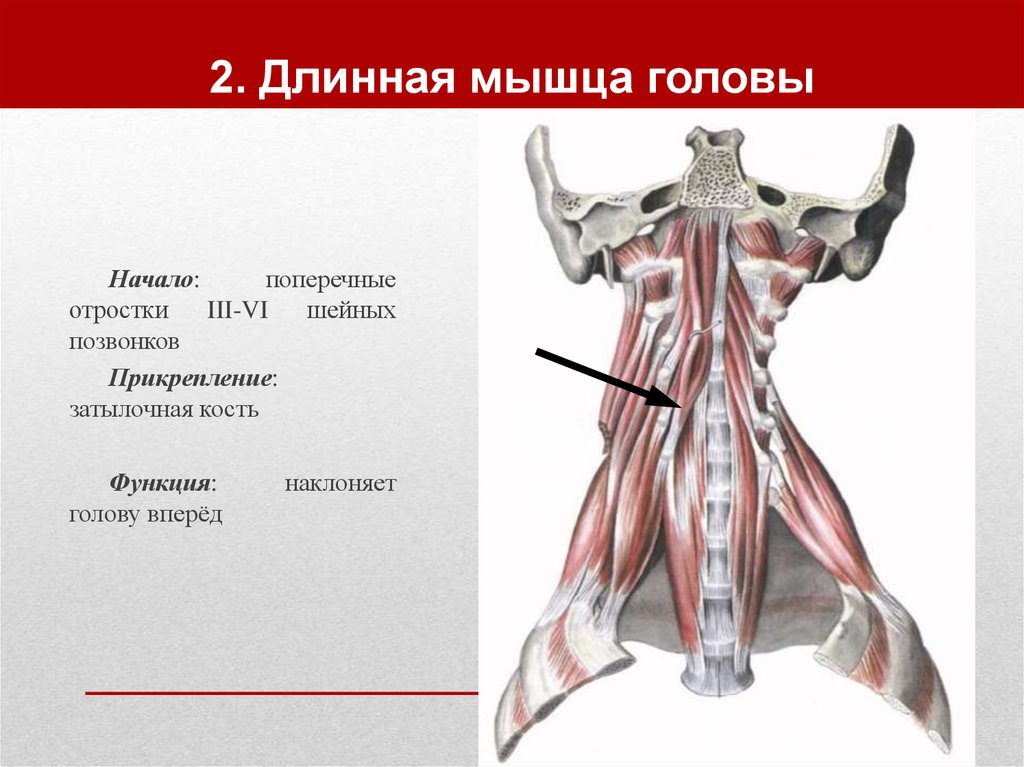 2. Длинная мышца головы
