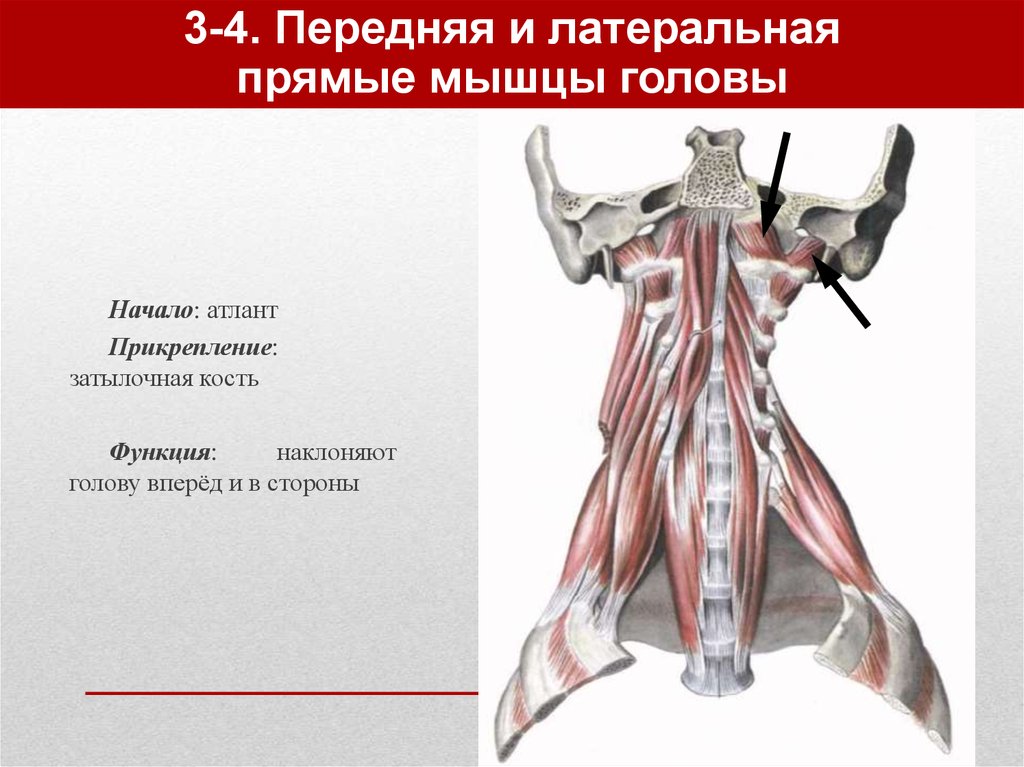 3-4. Передняя и латеральная прямые мышцы головы