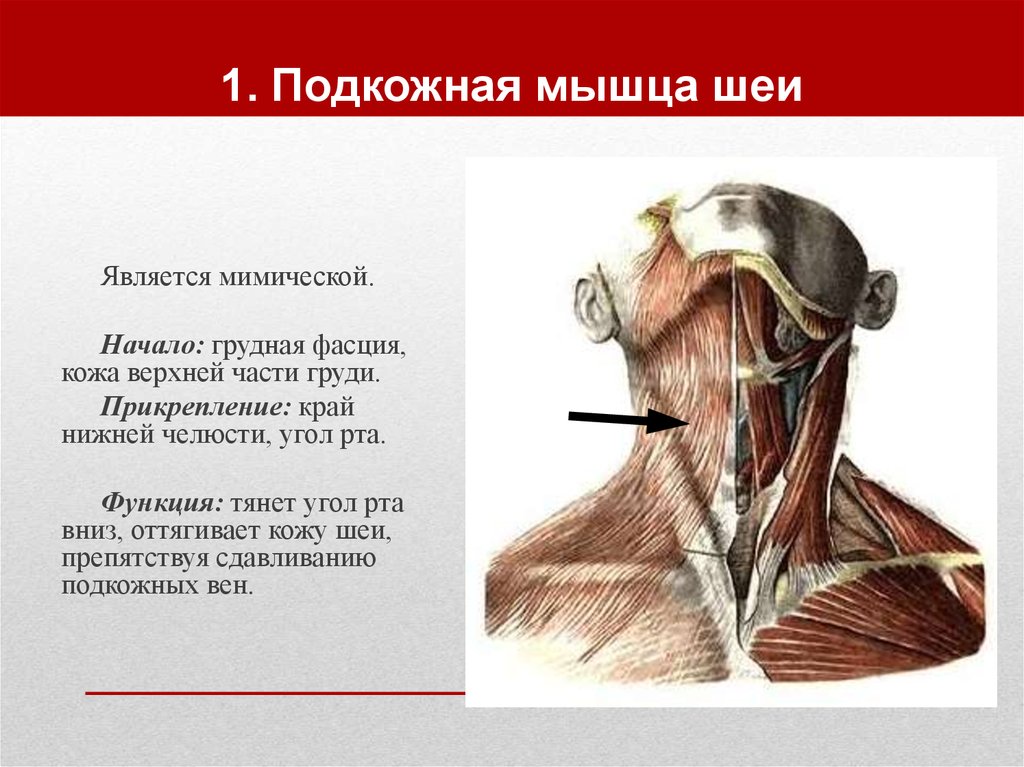 Мышцы шеи презентация