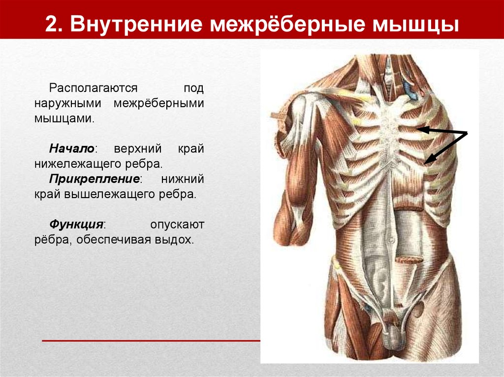 2. Внутренние межрёберные мышцы