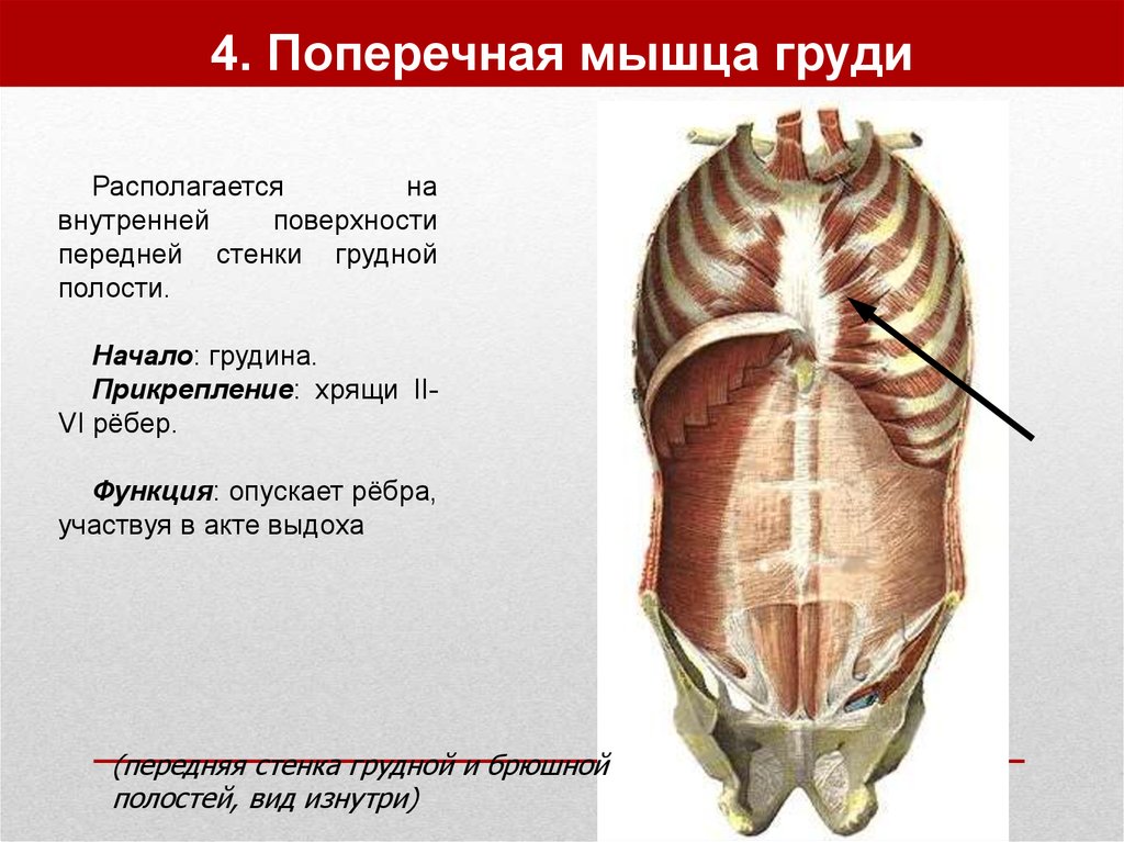 4. Поперечная мышца груди