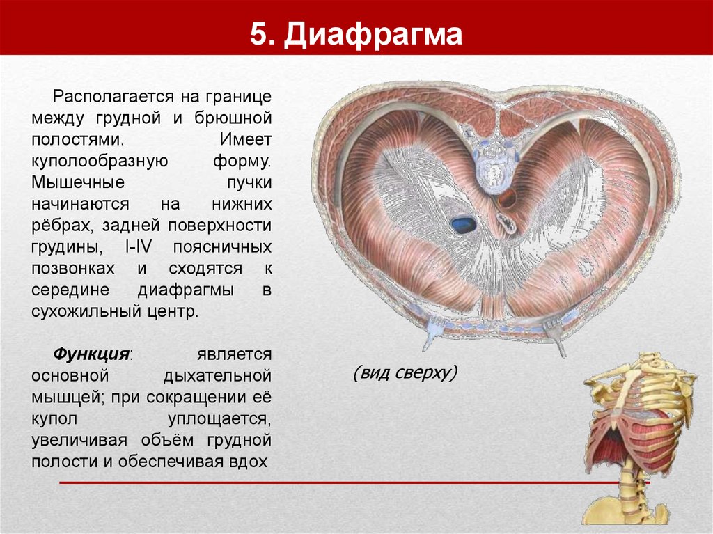 Диафрагма рисунок анатомия