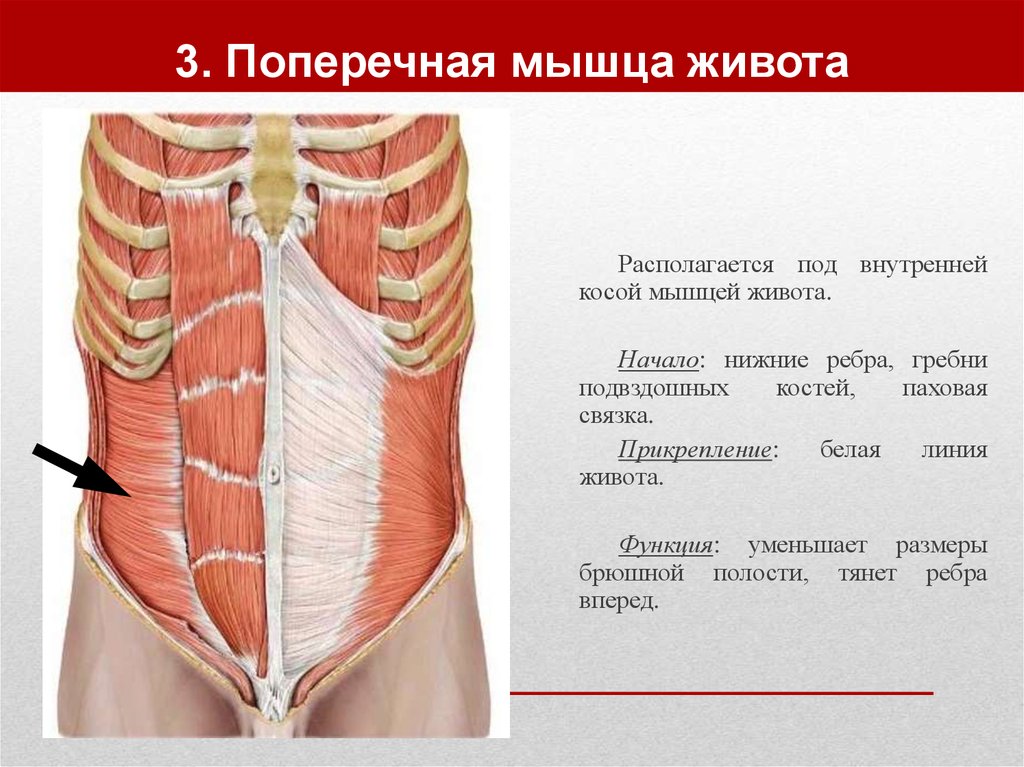 Прямая мышца где. Мышцы живота прикрепление и функции. Прямая мышца живота анатомия прикрепление. Поперечная и прямая мышцы живота, вид спереди. Наружная косая мышца живота апоневроз.