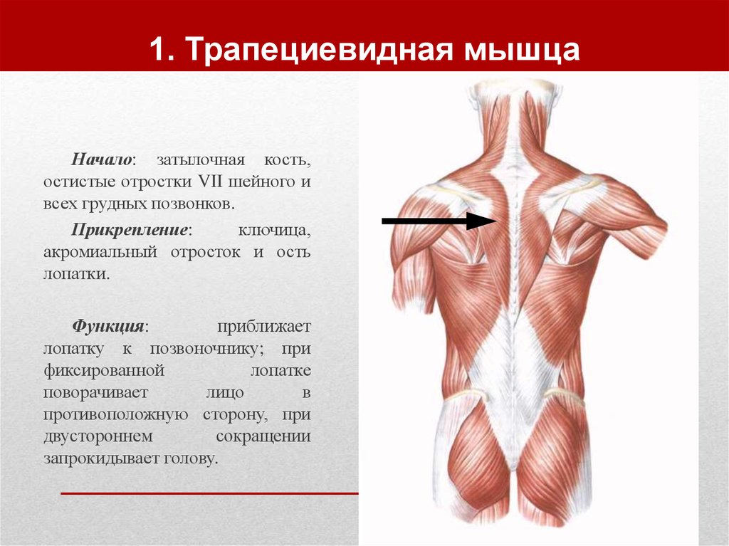 1. Трапециевидная мышца