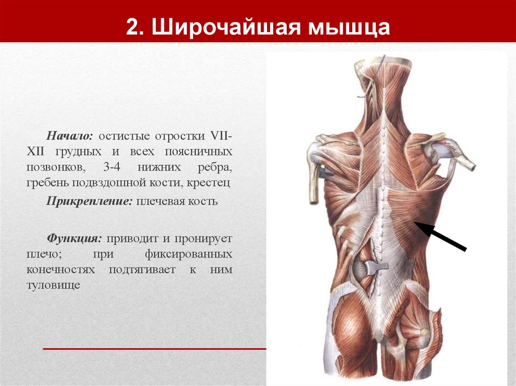 Мышца начинающаяся. Остистая мышца начало и прикрепление. Остистые отростки мышцы. Широчайшая мышца начало. Широчайшая мышца начало и прикрепление.