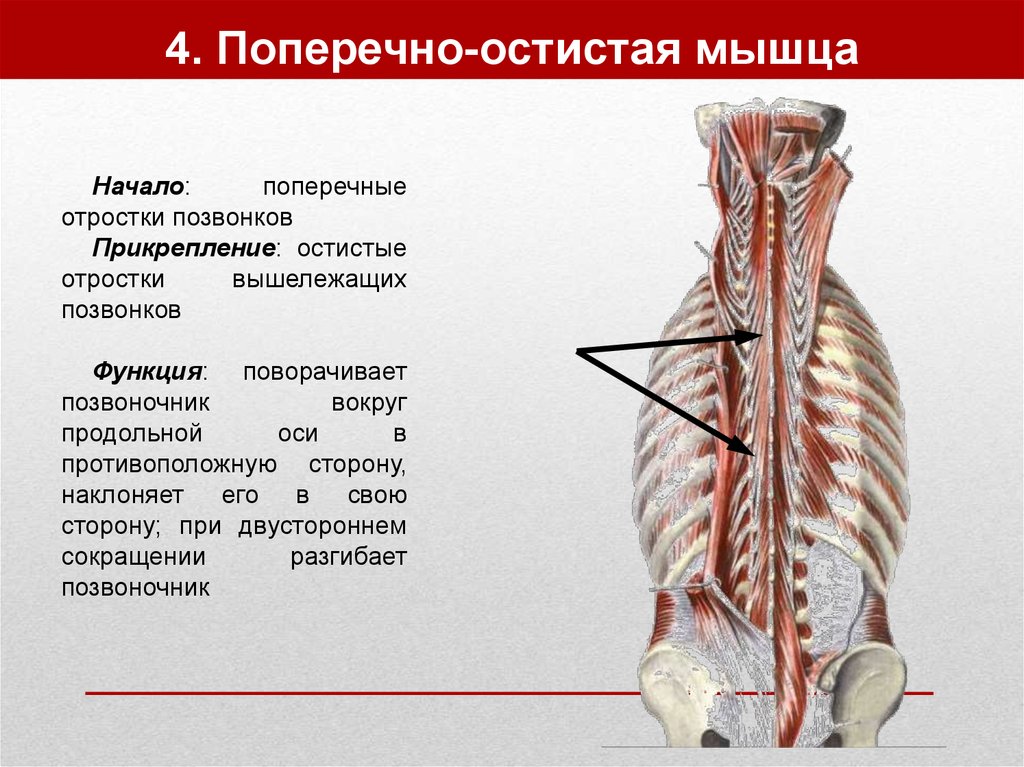 Мышца начинающаяся. Поперечно остистая мышца полуостистая мышца. Остистая мышца спины анатомия. Остистая мышца шеи прикрепление. Остистая мышца головы прикрепление.