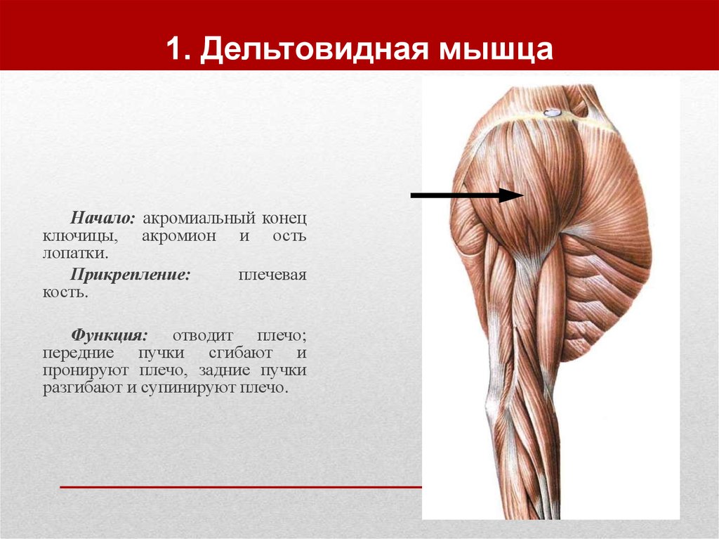 1. Дельтовидная мышца