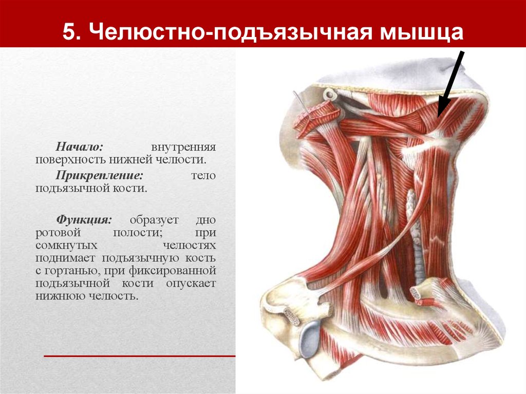 Лестничные мышцы анатомия