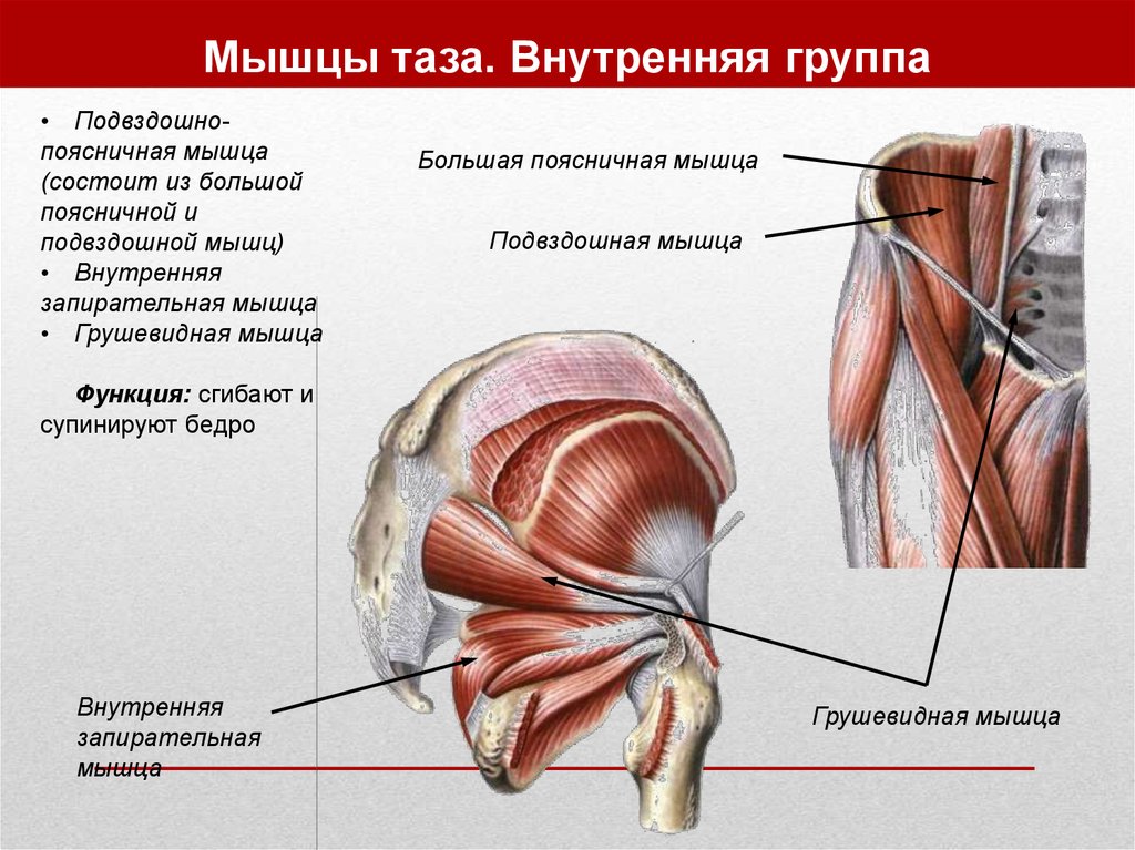 Мышцы таза. Внутренняя группа