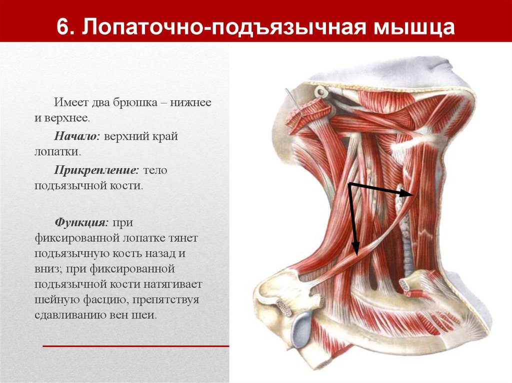 Лестничные мышцы анатомия