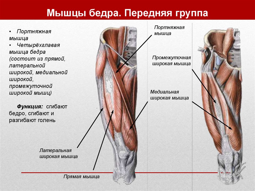 Мышцы бедра. Передняя группа