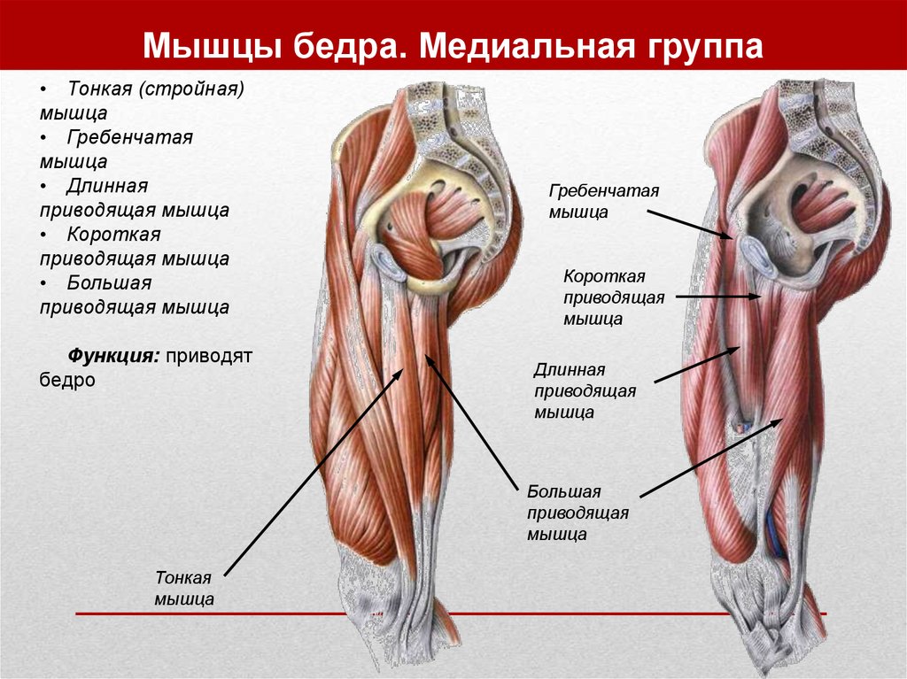 Мышцы бедра. Медиальная группа