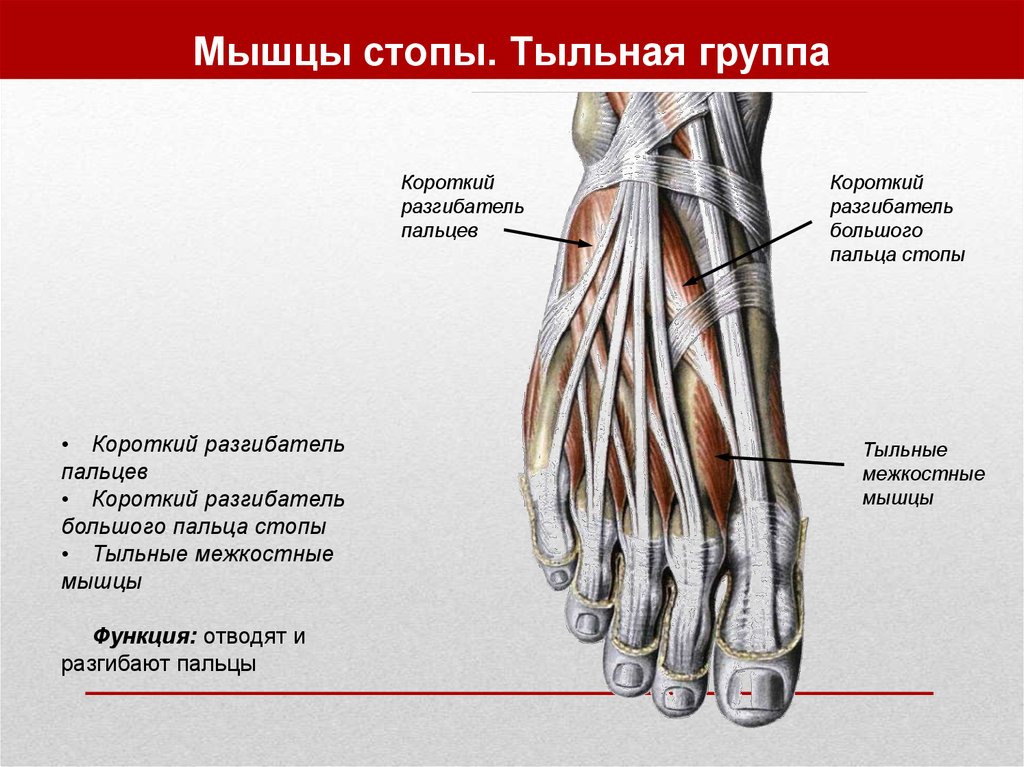 Фото мышцы стопы