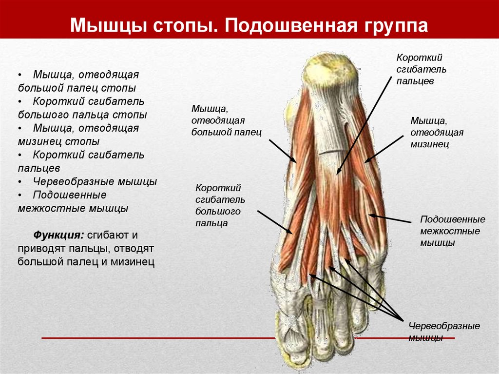 Отводящий большой палец стопы. Короткий сгибатель пальцев стопы анатомия. Червеобразные мышцы стопы анатомия. Сухожилия голеностопного сустава анатомия. Мышцы стопы подошвенная группа.