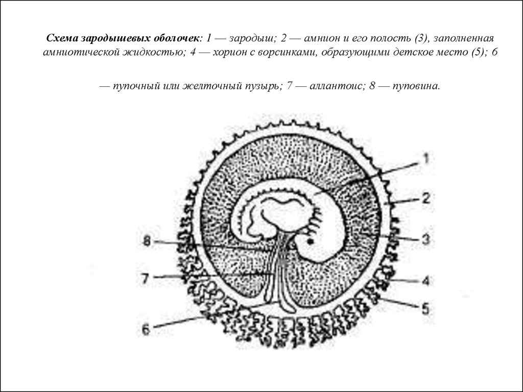 Эмбрион млекопитающих рисунок с подписями