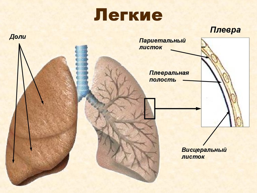 Фото схема легких. Висцеральный и париетальный листок плевры. Висцеральная плевра легких. Листки плевры плевральная полость. Париетальная плевра анатомия.