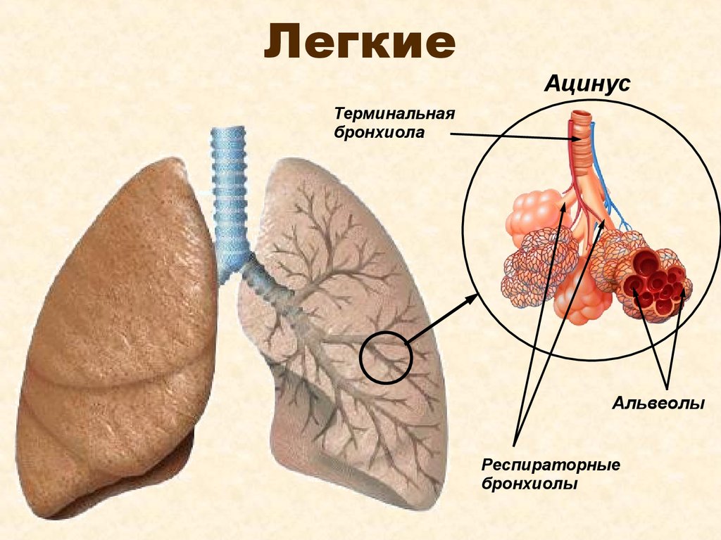 Легкие с альвеолами картинка