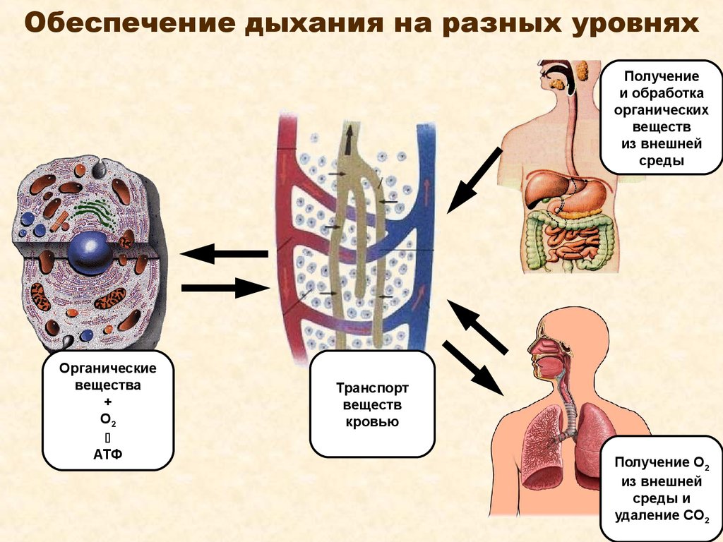 Дыхание транспорт веществ