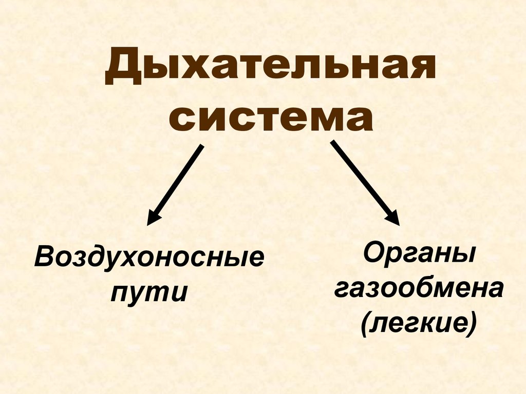 Процесс дыхание простейших. Воздухоносные пути дыхательной системы. Воздухоносные пути. Воздухоносные почвы - это.