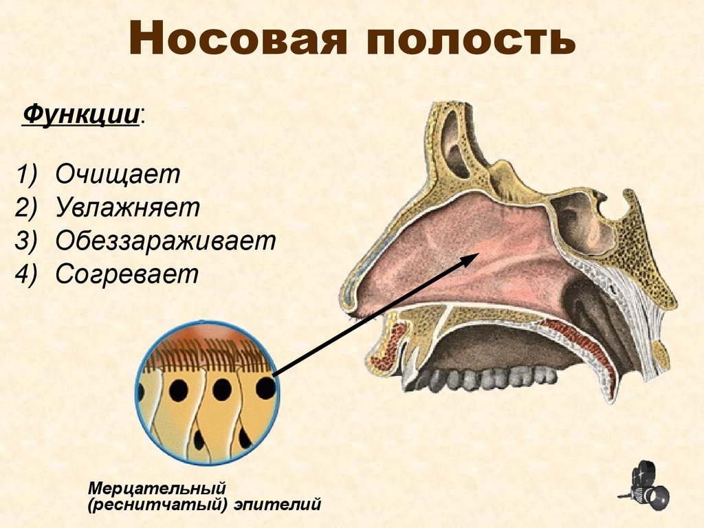 Полость носа особенности строения. Полость носа строение и функции. Функции полости носа анатомия. Носовая полость строение анатомия. Нос полость носа строение.