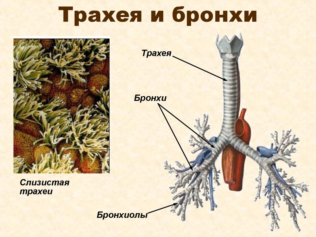 Строение трахеи. Функции трахеи анатомия. Строение трахеи и бронхов. Строение бронхов человека анатомия. Трахея бронхи бронхиолы.