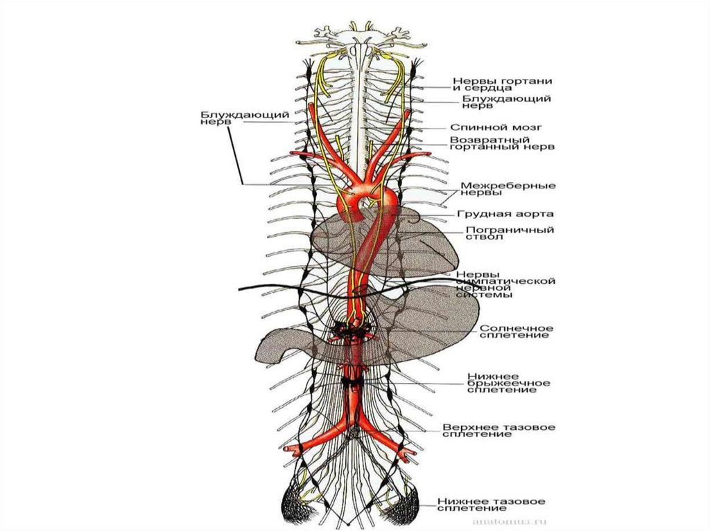 Черепные нервные узлы