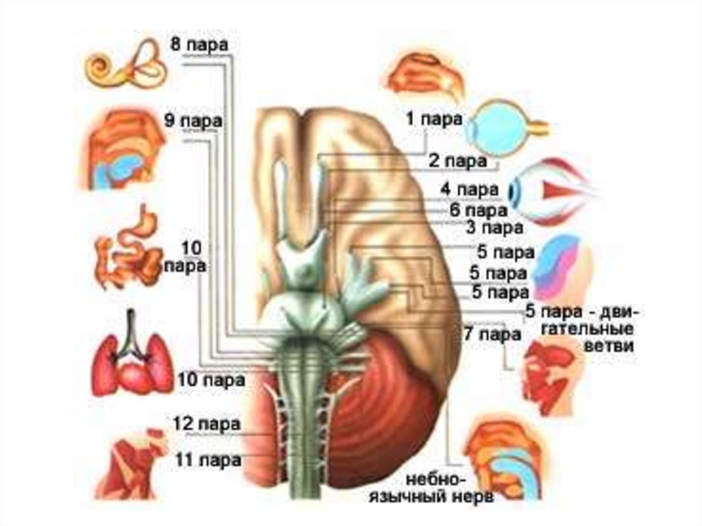 Структура черепно мозговых нервов