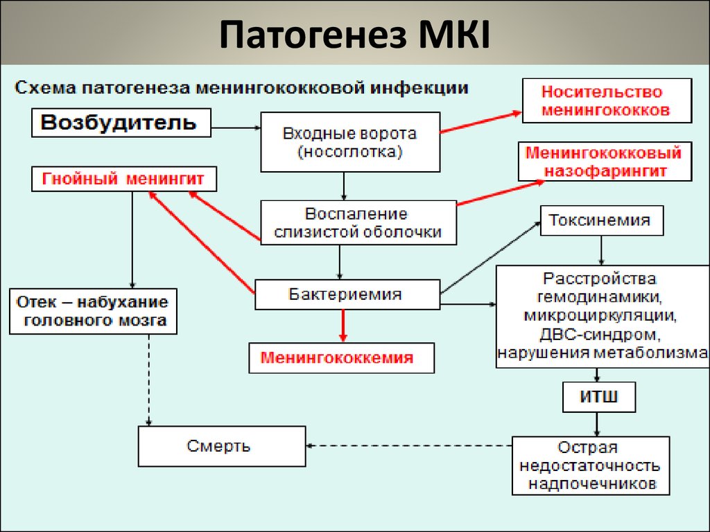 Этиология профилактика. Патогенез менингококкового менингита схема. Гнойный менингит патогенез. Патогенез менингита схема. Менингококковая инфекция патогенез схема.