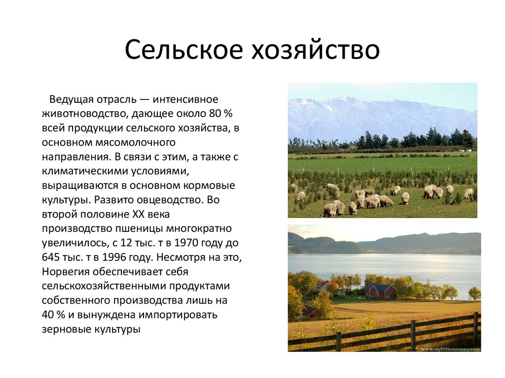 Отрасли хозяйства норвегии. Характеристика сельского хозяйства Норвегии. Специализация сельского хозяйства Норвегии. Сельское хозяйство Норвегии таблица. Норвегия промышленность и сельское хозяйство.