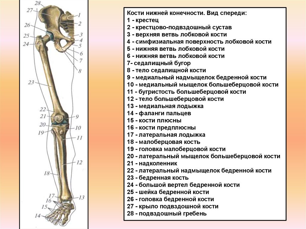 1 скелет голени. Кости нижней конечности вид спереди. Строение костей нижней конечности. Кости нижних конечностей человека анатомия. Кости составляющие скелет нижней конечности.