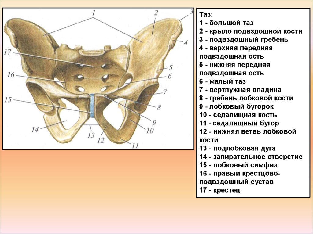 Подвздошной кости 2. Скелет мужского таза вид спереди. Тазовая кость анатомия кости. Таз спереди анатомия. Строение таза вид спереди.
