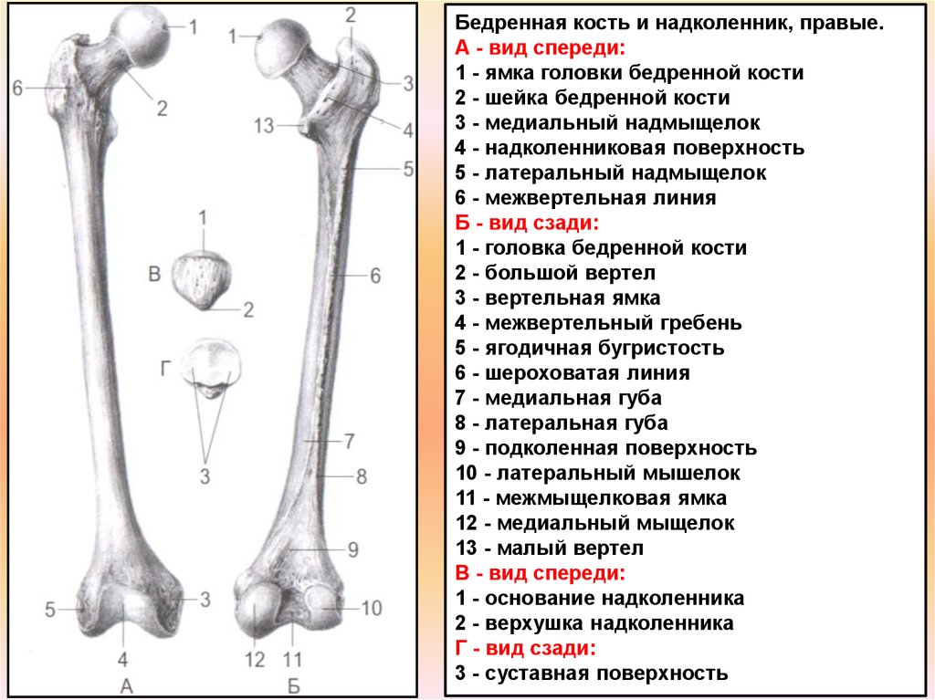 С какими костями соединяется бедренная кость. Бедренная кость анатомия описание. Бедренная кость правая вид спереди. Бедренная кость структура. Бедренная кость вертельная ямка.