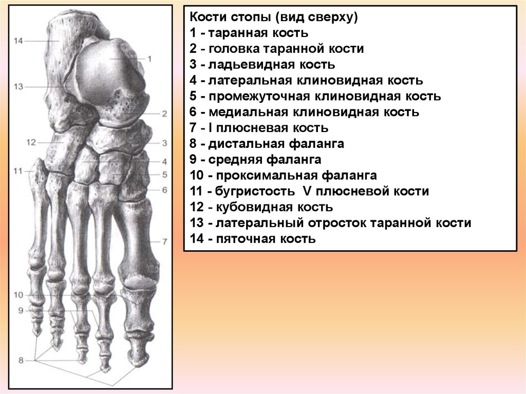 Стопа кости анатомия картинки