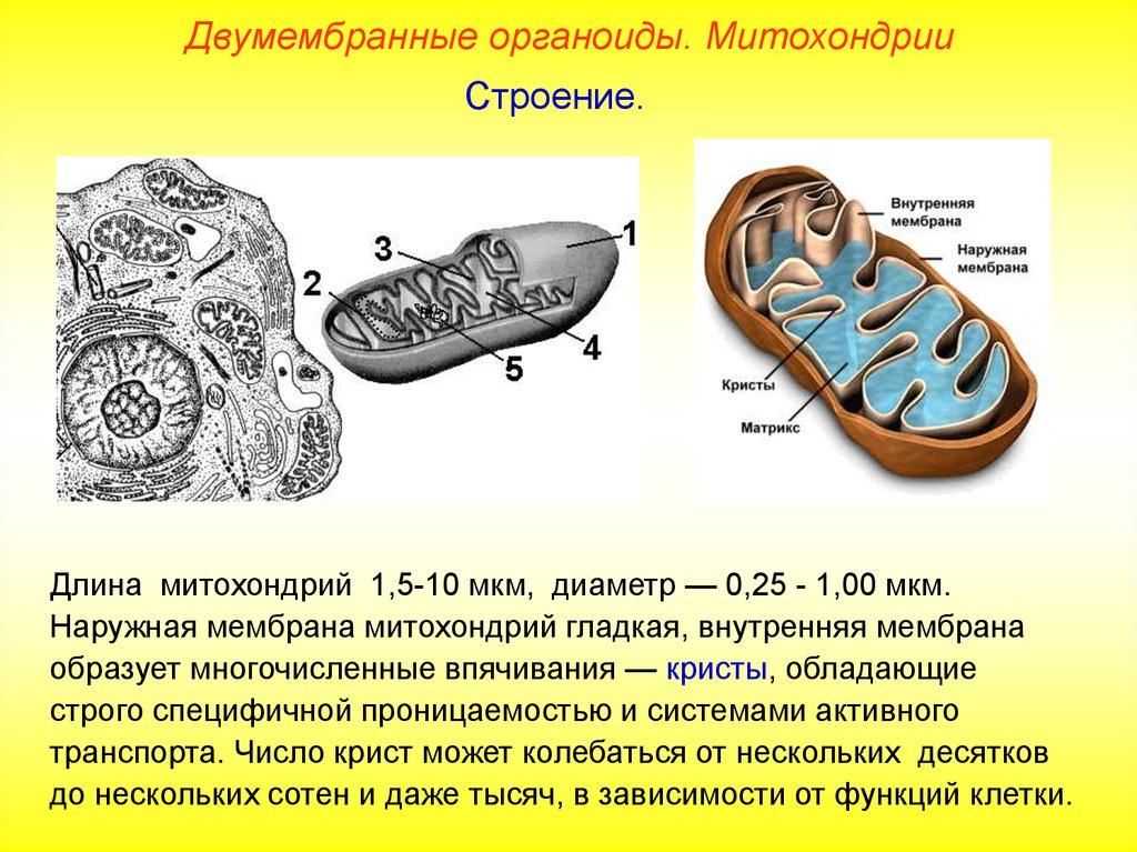 Строение внутренней мембраны митохондрии. Митохондрии двумембранные. Двумембранный органоид в органоиде. Митохондрий двухмембранное строение. Структура органоидов митохондрия.