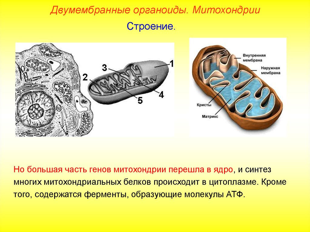 Какие органоиды являются мембранными. Митохондрия двумембранный органоид. Наружная и внутренняя мембрана митохондрий. Строение Крист митохондрий. Двумембранные органоиды функции.