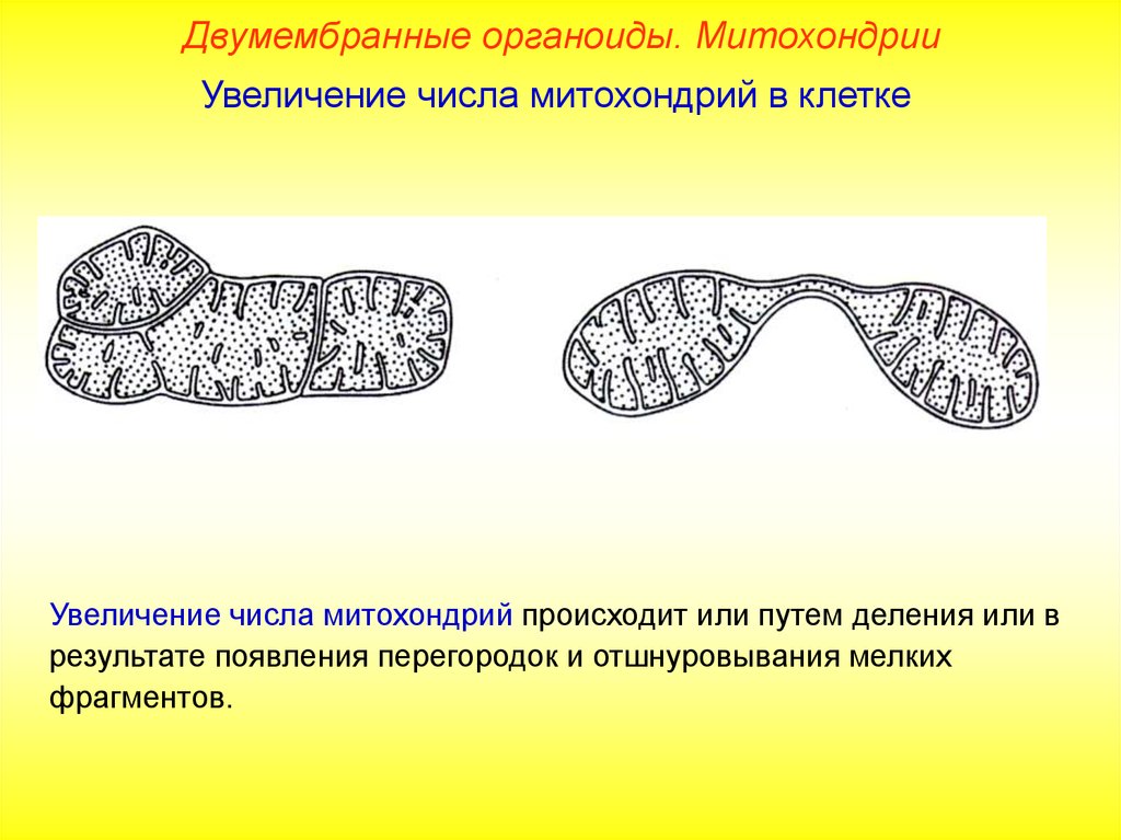 Двумембранные органоиды. Деление митохондрий. Деление клетки происходит в митохондриях. Размножение митохондрий. Увеличение числа клеточных органоидов.